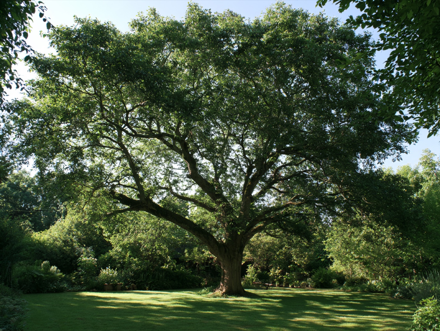 Arbre apres taille raisonnee — paysagiste en Haute-Saône (70)