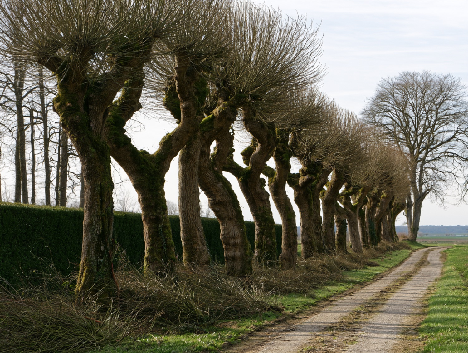 Rangee arbres tailles propriete — paysagiste en Haute-Saône (70)